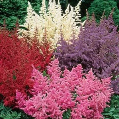50 Astilbe Seeds - White, Pink, Red Shade Perennial Garden Flower Seed - Image 6