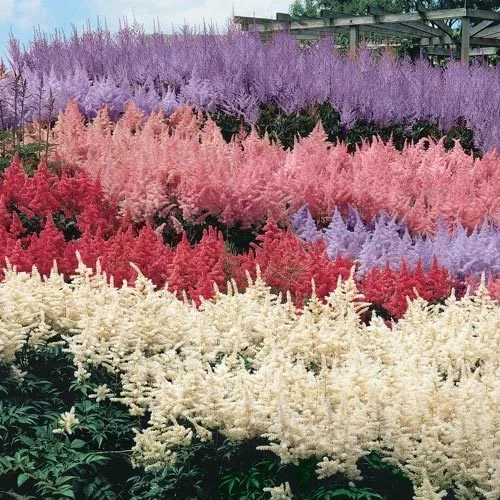 50 Astilbe Seeds - White, Pink, Red Shade Perennial Garden Flower Seed - Image 9