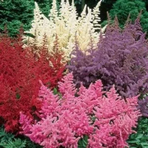 50 Astilbe Seeds - White, Pink, Red Shade Perennial Garden Flower Seed - Image 1