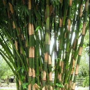 50 Atter Bamboo Seeds - Giant Clumping Privacy Screen for Gardens - Image 8