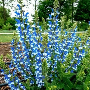 50 Azure Snow Salvia Seeds - Perennial Flower Seeds for Hummingbirds - Image 21