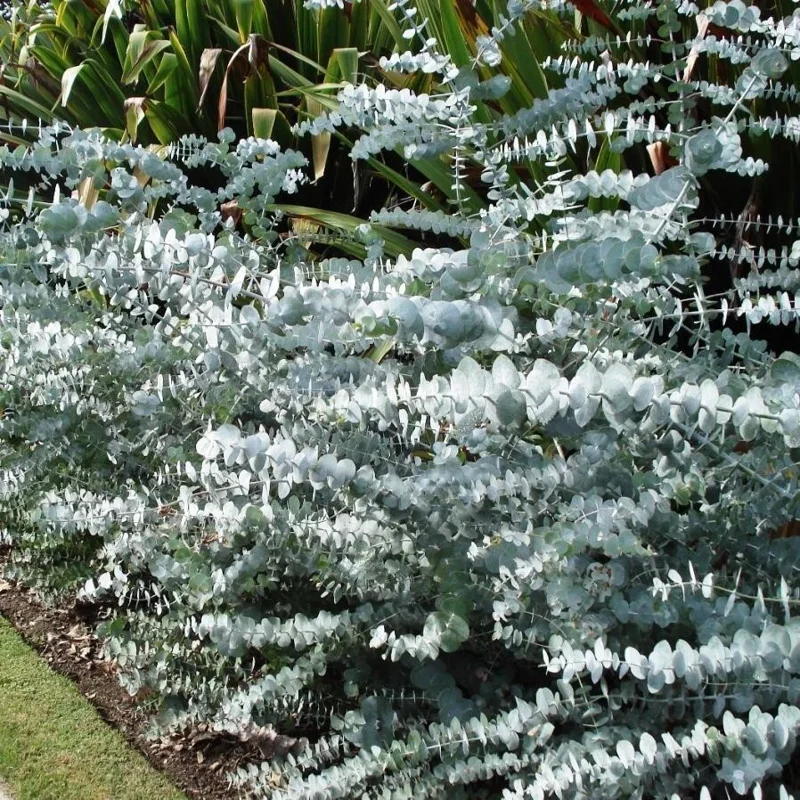 50 Baby Blue Eucalyptus Seeds - Perennial Tree Flower Seed Packet - Image 2