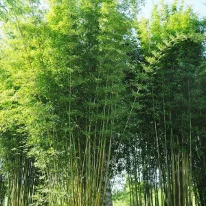 50 Bambusa Oldamii Bamboo Seeds - Privacy Garden Clumping Shade - Image 4
