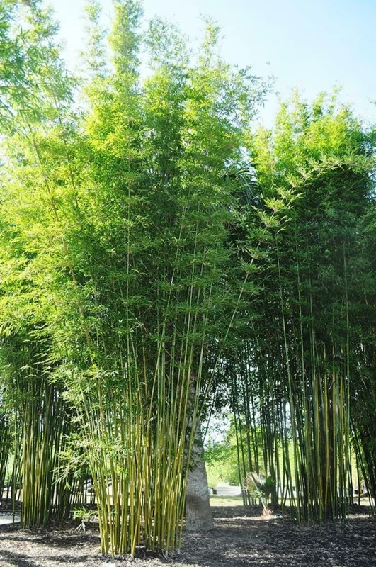 50 Bambusa Oldamii Bamboo Seeds - Privacy Garden Clumping Shade - Image 1