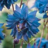 50 Barlow Blue Columbine Seeds - Perennial Flower Seeds - Image 1
