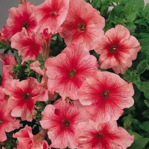 50 Bi-Color Pink Petunia Flower Seeds - Perennial Annual Bloom - Image 5