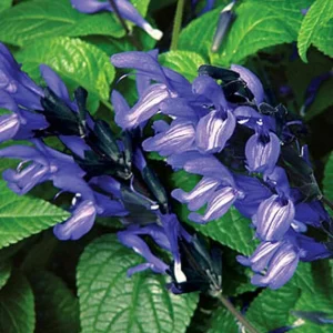 50 Black & Blue Salvia Seeds - Perennial Flower Seeds for Hummingbirds - Image 4