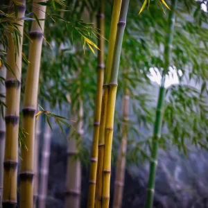 50 Black Stripe Bamboo Seeds – Clumping Privacy Screen Garden Plant - Image 20