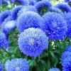 50 Blue Aster Flower Seeds – Perennial Wildflower for Spring Blooms - Image 1