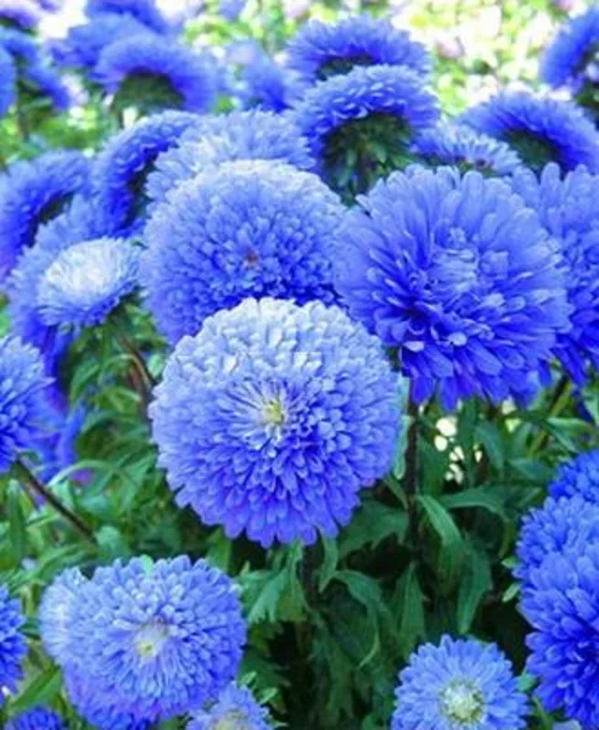 50 Blue Aster Flower Seeds – Perennial Wildflower for Spring Blooms - Image 9
