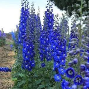 50 Bright Blue Delphinium Mix Seeds - Perennial Flower Seeds - Image 3