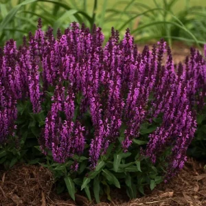 50 Bumbleberry Salvia Seeds – Perennial Flower Seeds – Attracts Butterflies - Image 14