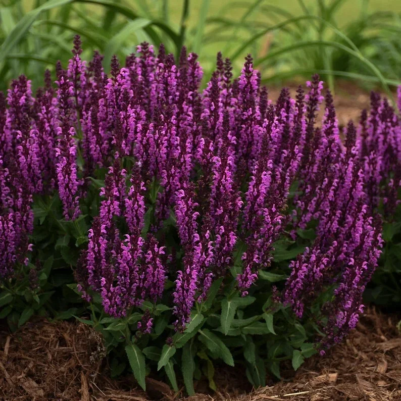 50 Bumbleberry Salvia Seeds – Perennial Flower Seeds – Attracts Butterflies - Image 22