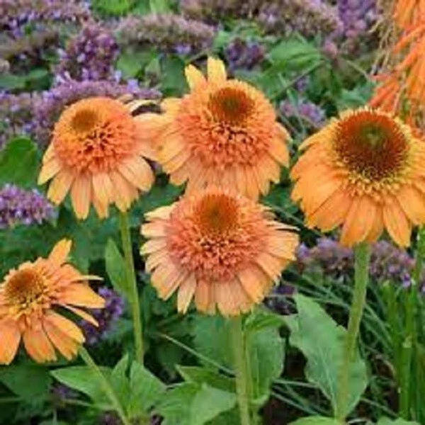 50 Canaloupe Coneflower Seeds - Echinacea Perennial Flowers for Outdoor Gardens - Image 9