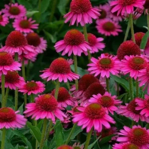 50 Candy Coneflower Seeds - Echinacea Perennial Flower Seeds - Image 13