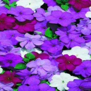 50 Cascade Beauty Blue Impatiens Flower Seeds - Annual Bloom - Image 12