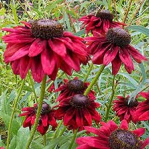 50 Cherry Brandy Coneflower Seeds - Echinacea Perennial Flower Seed - Image 4