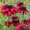 50 Cherry Brandy Coneflower Seeds - Echinacea Perennial Flower Seed - Image 1