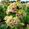 50 Cream De la Cream Phlox Seeds – Perennial Flower Seeds – Butterfly Attractor - Image 1