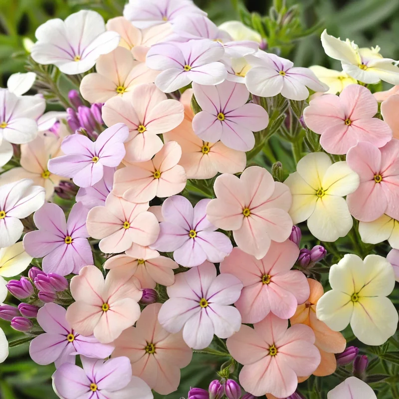 50 Creme Brulee Phlox Seeds - Perennial Flower Seeds for Bees & Butterflies - Image 22