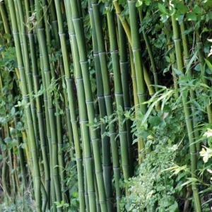 50 Cui Zhu Bamboo Seeds – Clumping Privacy Screen – Garden & Shade - Image 4