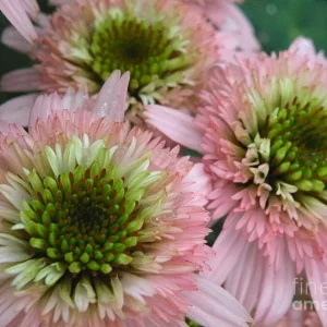 50 DBL Pink Green Coneflower Seeds - Echinacea Perennial Flowers - Image 7