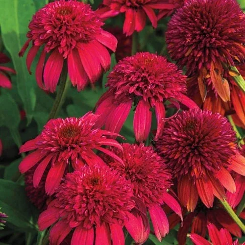 50 Double Cranberry Coneflower Seeds - Echinacea Perennial Flower - Image 12