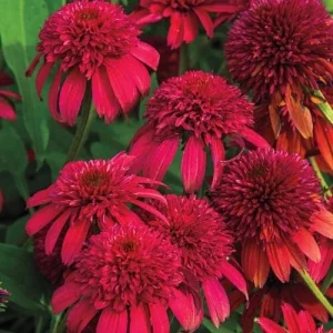 50 Double Cranberry Coneflower Seeds - Echinacea Perennial Flower - Image 13