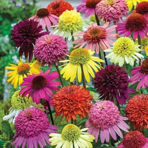 50 Double Mix Coneflower Seeds - Echinacea Perennial Flower Seeds - Image 3