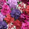 50 Double Mix Petunia Seeds – Vibrant Flowers for Hanging Baskets - Image 1