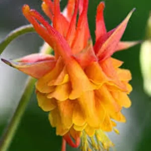 50 Double Orange Yellow Columbine Seeds - Perennial Flower Seeds - Image 12