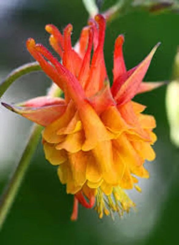 50 Double Orange Yellow Columbine Seeds - Perennial Flower Seeds - Image 3
