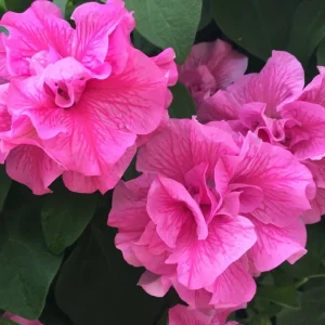 50 Double Pink Petunia Seeds - Annual Perennial Flowers - Image 5