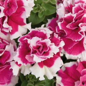 50 Double Pink White Petunia Seeds - Vibrant Flower Blooms for Garden - Image 4