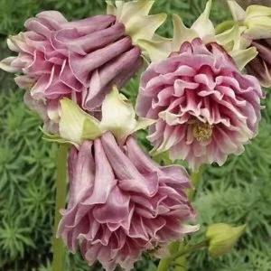 50 Double Rose Columbine Seeds - Perennial Flowers for Garden - Image 2