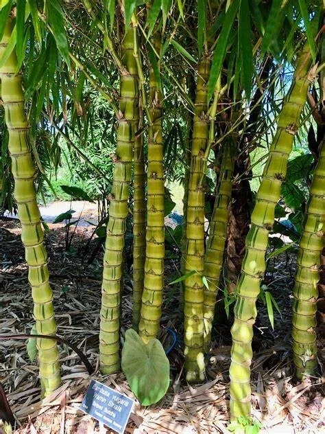 50 Dwarf Buddha Belly Bamboo Seeds - Privacy Screen Plant - Image 18