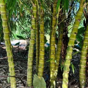 50 Dwarf Buddha Belly Bamboo Seeds - Privacy Screen Plant - Image 24
