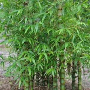 50 Dwarf Buddy Belly Bamboo Seeds - Clumping Privacy Plant, US Seller - Image 17