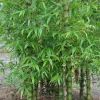 50 Dwarf Buddy Belly Bamboo Seeds - Clumping Privacy Plant, US Seller - Image 1