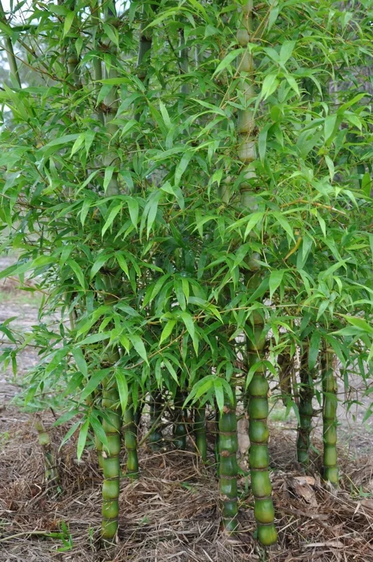 50 Dwarf Buddy Belly Bamboo Seeds - Clumping Privacy Plant, US Seller - Image 24