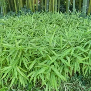 50 Dwarf Fernleaf Bamboo Seeds - Privacy Plant, Garden Clumping, Shade Screen - Image 21