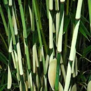 50 Fargesia Bamboo Seeds - Clumping Privacy Shade Garden Seed Pack - Image 5
