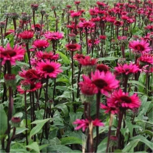 50 Fatal Attraction Coneflower Seeds - Echinacea Perennial Flowers - Image 18