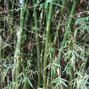 50 Giant Indian Bamboo Seeds - Clumping Shade Privacy Plant - Image 19