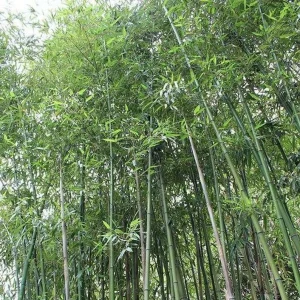 50 Giant Japanese Timber Bamboo Seeds - Privacy Screen Plant - Image 9