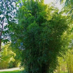 50 Gracilis Bamboo Seeds - Clumping Privacy Screen for Garden & Shade - Image 19