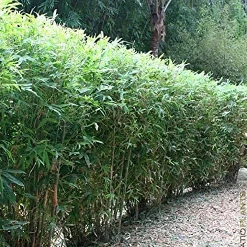 50 Lady Finger Bamboo Seeds - Clumping Privacy Plant for Garden - Image 6