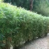 50 Lady Finger Bamboo Seeds - Clumping Privacy Plant for Garden - Image 1