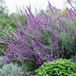 50 Leucantha Salvia Seeds - Perennial Flower Seeds for Hummingbirds - Image 2