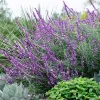 50 Leucantha Salvia Seeds - Perennial Flower Seeds for Hummingbirds - Image 1